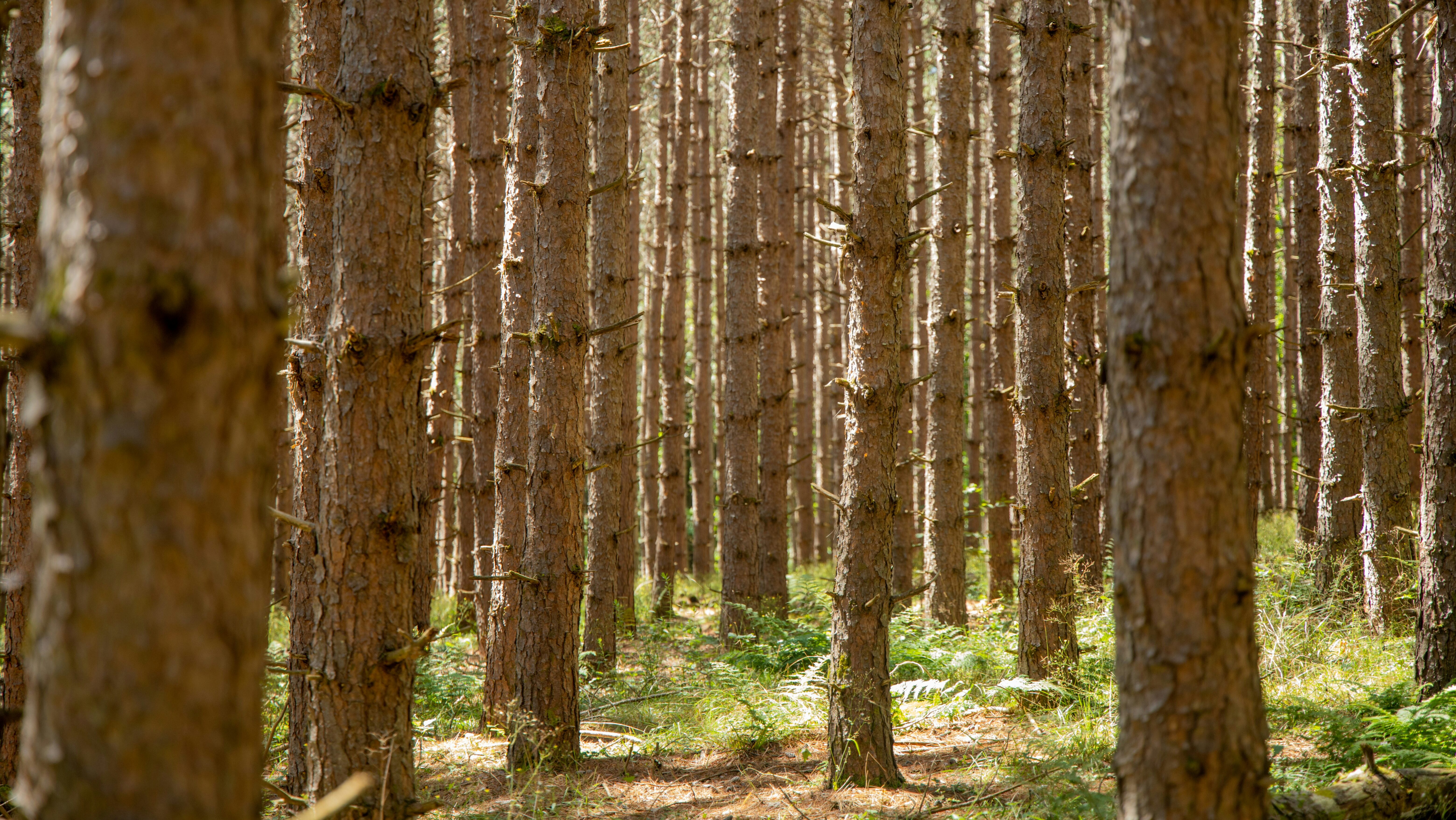 Pine Tree Forest