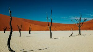 withered trees under clear blue sky